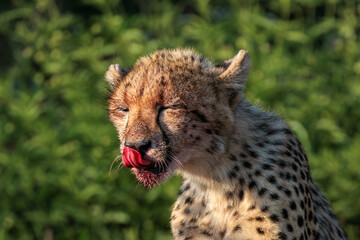 cheetah in the grass