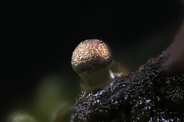 Colloderma oculatum, commonly known as eyeball slime mold, microscope image of sporangia