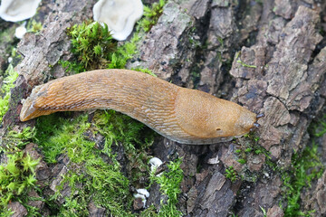 Arion fuscus, known as the Dusky Arion, land slug from Finland