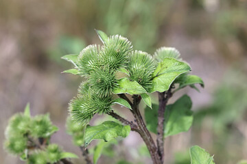 Arctium minus, commonly known as lesser burdoc, louse-bur, common burdock, button-bur,...