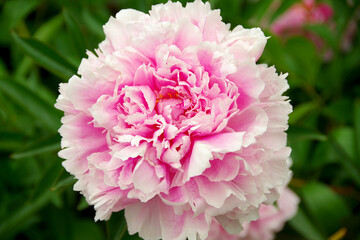 綺麗なピンクのシャクヤク