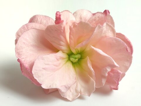 Common stock: a species of flowering plant, scientifically known as Matthiola incana (isolated on white background).