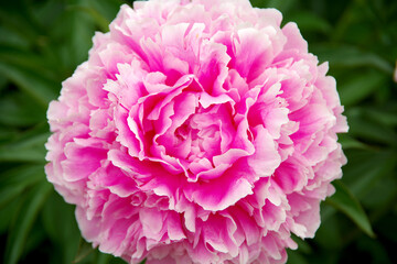 ピンク色のシャクヤクのアップ