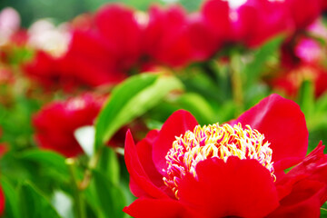 赤くきれいなシャクヤク