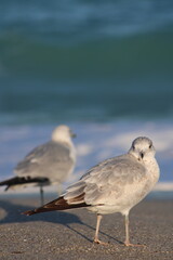 Seagulls on Beach