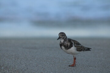 Sand Piper on Beach