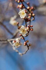 青空に映える春の到来を告げる白梅