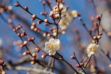 青空に映える春の到来を告げる白梅