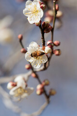 青空に映える春の到来を告げる白梅