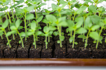 Growing snapdragon flower seedlings in soil blocks. Air pruning means that the initial roots slightly dry out and stop outward growth, which spurs secondary root development.