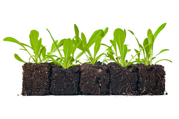 Growing statice flower seedlings in soil blocks. Air pruning means that the initial roots slightly...