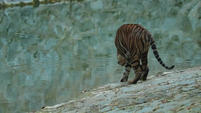 sumatran tiger  in the zoo