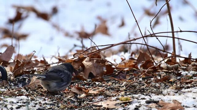 The dark-eyed junco - Junco hyemalis, small bird foraging in winter in forest in suburban New Jersey, USA