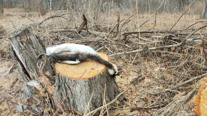 A dead bird lies on a freshly cut tree stump in a dry forest, symbolizing the devastating impact of...