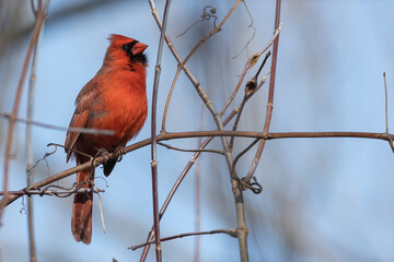 Cardinal on branch
