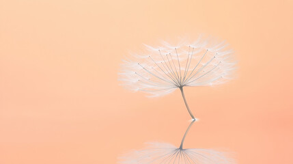 A single delicate dandelion seed head, soft white with tiny seeds, floating gently above calm water