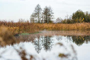 Silver heron sitting at the shore of Trebel river in Mecklenburg-Vorpommern surrounded by reeds and pristine nature