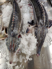 Fresh sterlet laid out on ice. Delicacy fish - whole carcasses on display in a store. Sale of fresh...