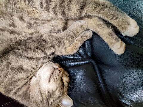 Gray tabby kitten is dozing in black leather chair. Pet is basking in warmth and comfort. Copy space for text. - Powered by Adobe