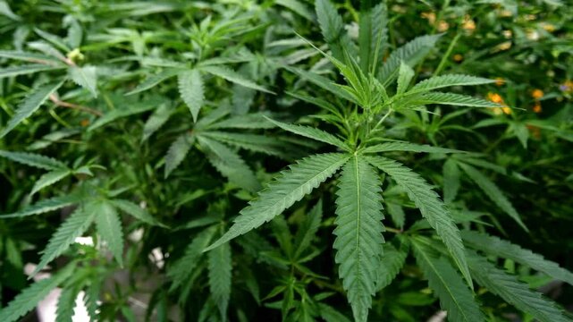 Cannabis.