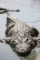 Big crocodile on farm outdoors