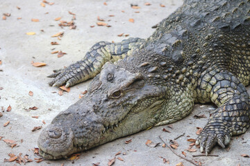 Head of big crocodile on farm outdoors