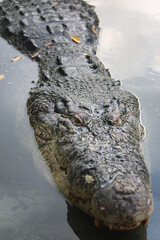 Head of big crocodile on farm outdoors