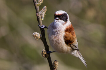 Remiz, European penduline tit, Remiz pendulinus © Michal Przystas
