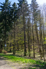 Fototapeta premium trees in the forest