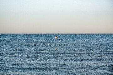 A bird is flying over the ocean. The sky is blue and the water is calm