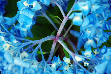 アジサイのマクロな世界