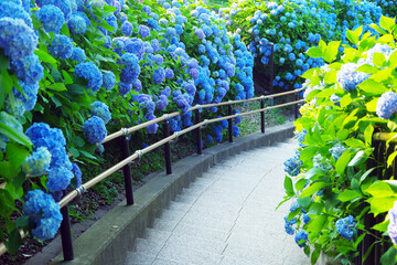 アジサイの咲く階段