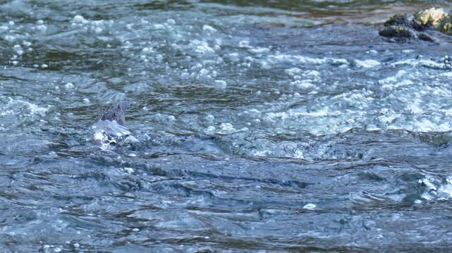 White throated dipper, Cinclus cinclus also known as the European dipper or just dipper, an aquatic passerine bird, looking for food in a cold river stream.