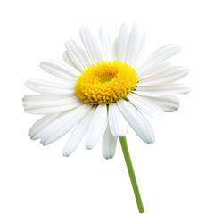 Fototapeta premium Lovely daisy flower isolated on white background 