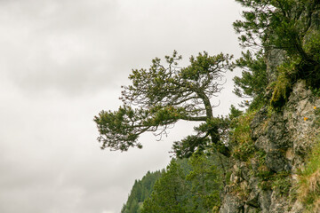 A tree is growing on a rocky hill. The tree is bare and has no leaves. The sky is cloudy and the sun is not visible