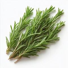 Fototapeta premium Harvesting fresh rosemary herbs kitchen garden culinary photography indoor setting close-up view cooking inspiration