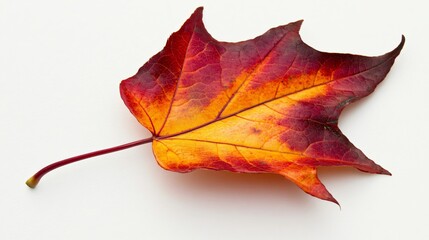 Detailed Close-Up of Autumn Leaf in High-Resolution Highlighting Orange Red and Yellow Shades