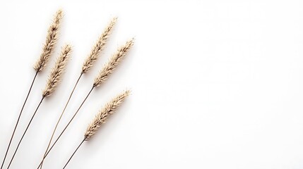 Dried Beige Grass Stalks on White Background