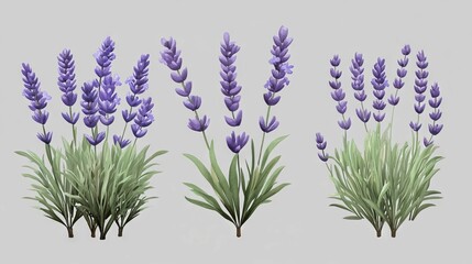 Fototapeta premium Lavender plants with purple flowers and green foliage in a serene layout suitable for decoration and design