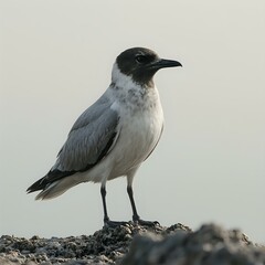 Obraz premium A close-up image of a seagull with a black head and gray body perched on a rocky surface against a pale background.