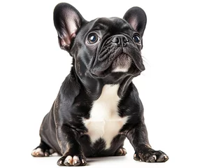 Gordijnen Cheerful, funny perky french bulldog on a white background. © silver bug