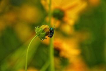 Macro closeup of a small black bug, a beetle insect, on a yellow flower petal in nature
