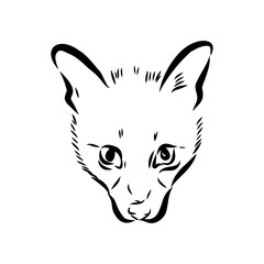 Vector illustration. Hand drawn realistic sketch of asian palm civet or toddy cat.