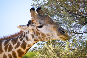 Giraffe close-up nibbling on tree leaves, Kgalagadi Transfrontier Park, South Africa 