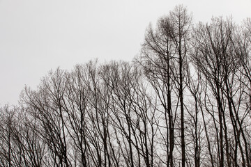 겨울 숲 이야기