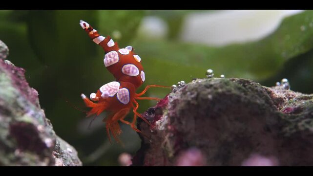 SEXY SHRIMP THOR AMBOINENSIS