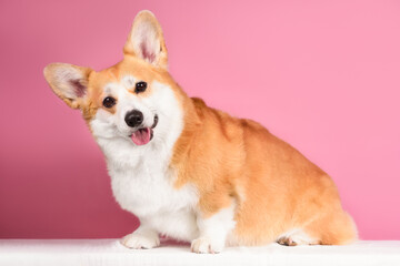 funny corgi dog
