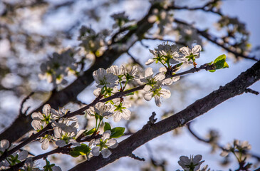 Flowering branch of plum in the rays of the setting sun in the garden.