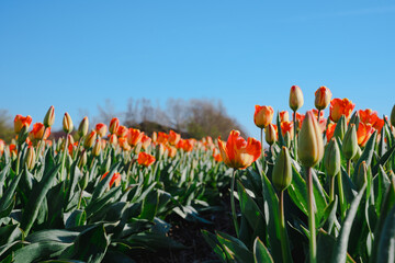 Blooming Tulip Fields in the Netherlands