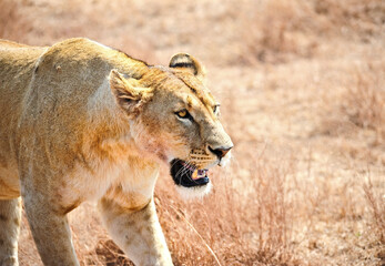 Portrait of a male lion.Kenya ,Tanzania, Maasai Mara, Serengeti. 